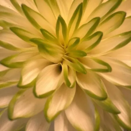 公寓 Rosenbalkon *