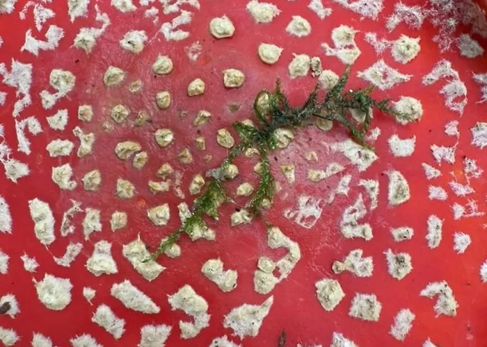 Rosenbalkon Michelstadt